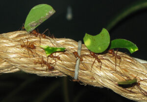 Leaf_cutter_ants_arp