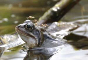 mosquitoes-on-frog-2452343_1280