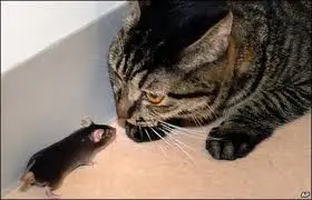 Mouse and Cat