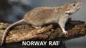 norway-rat