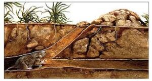 pocket-gopher-tunnels