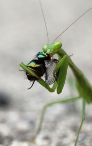 Praying mantis eating