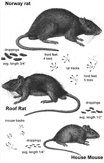 A Tale Of Two Rats And A Mouse Corky S Pest Control Services Termite Services In San Diego Los Angeles Pest Control Riverside Pest Control