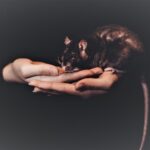 rat-black-on-human-hands-photo-1474626575059-17c42b4e7bd0