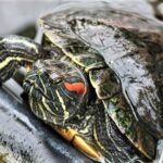 Red-eared Slider