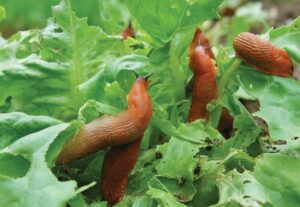 slugs ruin gardens