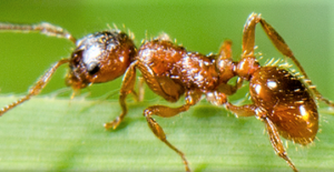 southern-fire-ant-jpeg