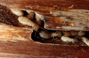 termite-gallery-in-wall