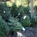 tree_farm_christ_trees_12-8-12_8298288388