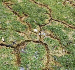 vole-damage-to-lawn