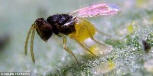 Whitefly parasitic wasp