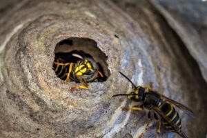 yellow-jacket-wasp-in-nest-3430995_640