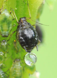 aphid producing honeydew