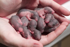 baby-rats-by-alexey-krasavin