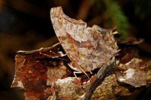 butterfly camoflaged-562371_960_720