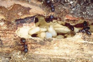 carpenter_ant_nest_creemore