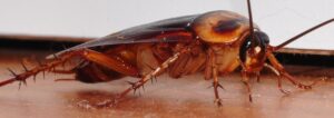 cockroach-close-up