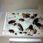cockroach-sticky-traps