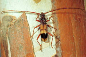 eucalyptus_longhorned_borer_01