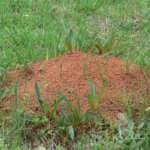 fireant-nest