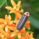 firefly-2466543_640