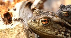 frogs-eating-spider-4951306_1280