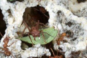 fungusfarmin leafcutter ant