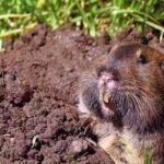 gopher-in-lawn-2020