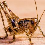 grasshopper-284339_640