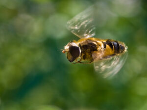 .. Honey Bee in Flight | by wwarby