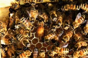 honey bees are beneficial