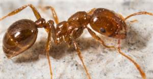 imported-red-fire-ant