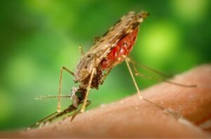 mosquito-with-red-bottom-sucking-blood1016254_960_720