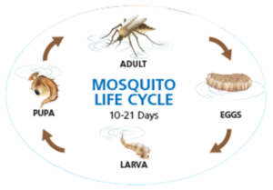 mosquiyo-life-cycle
