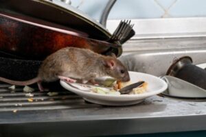 rat-in-kitchen-on-plate