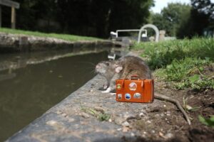 rat-in-rain-with-suitcase