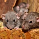 rats-2-cute