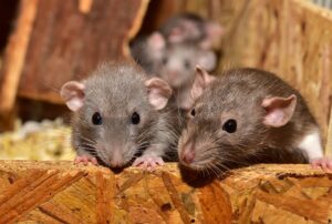 rats-2-cute