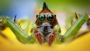 spider-136397225806703901-150330113843