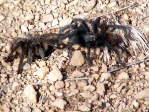 tarantulas_meet