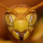 wasp-face-5409835_640