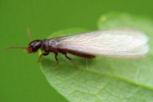 Winged termite