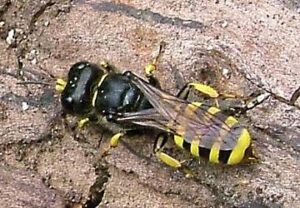 wood-wasp