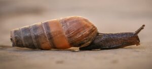 decollate-snail-large-pic-brown-background-1-3-21