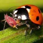 Ladybug eating aphid