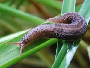 slug-on-grass-with-slime-2-2-21