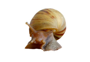 snail-on-tranparant-background-face-foreward