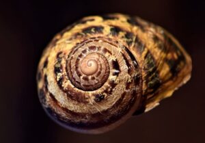 spirial-snail-shell
