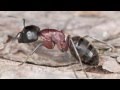 Ants and Earthquakes