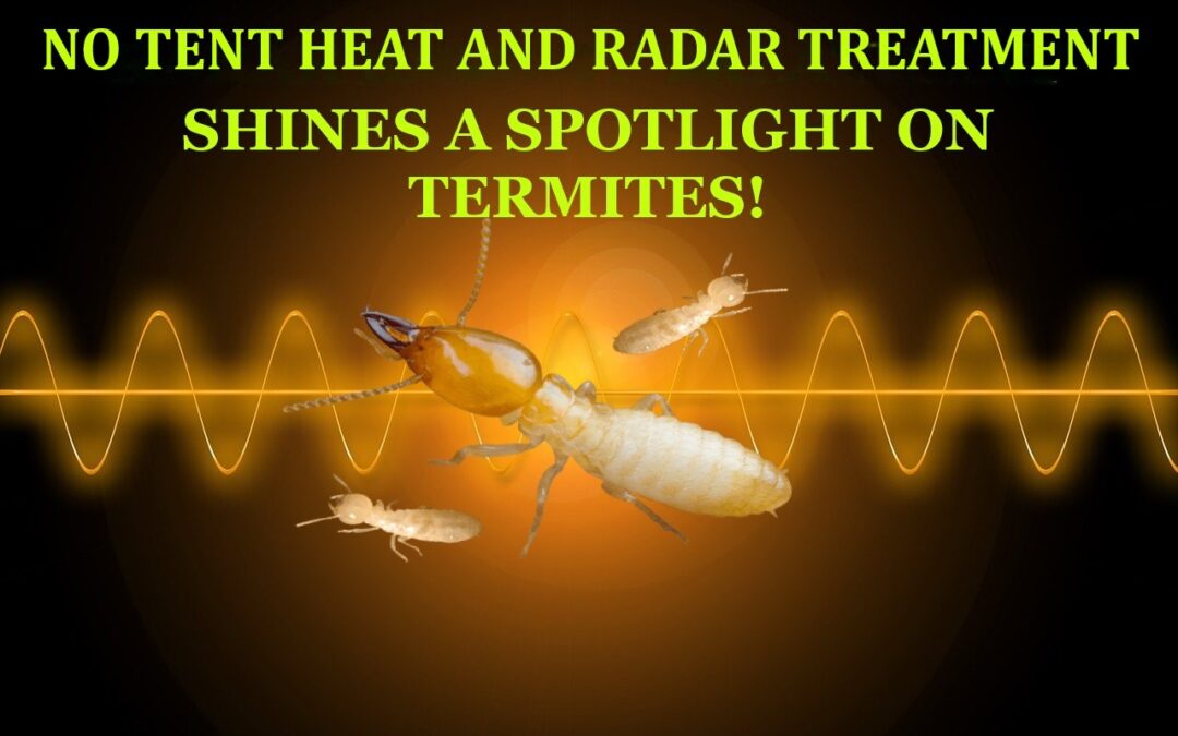 THEY CAN’T RUN AND THEY CAN’T HIDE. A SPOTLIGHT ON TERMITES!